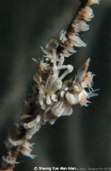 Xeno Crab, Size: 2cm, 6m depth, Port Island, Sai Kung, Ho... by Sheung Yue Alan Wan 